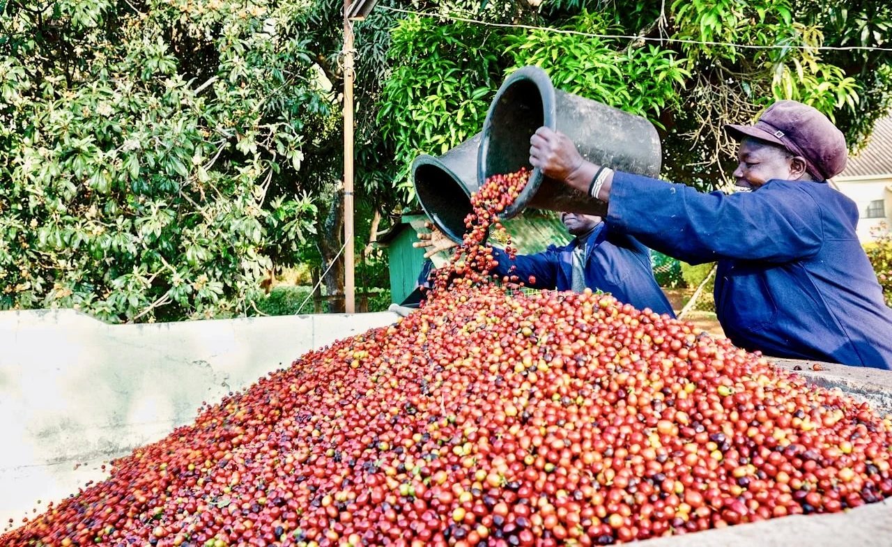 Freshly harvested coffee cherries being poured at a Kenyan estate
